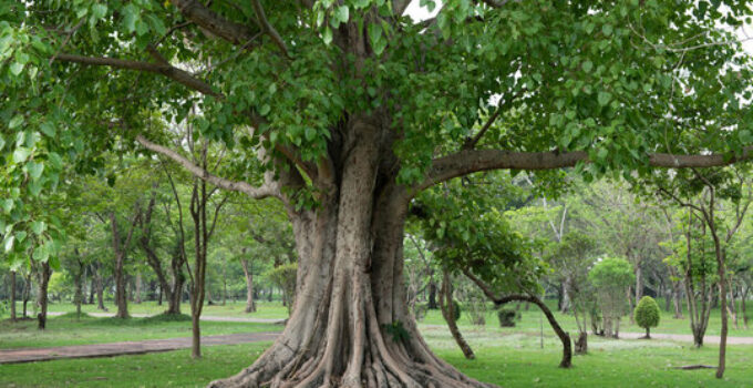 Does Peepal Tree Release Oxygen at Night? क्या पीपल का पेड़ रात को भी ऑक्सीजन छोड़ता है?