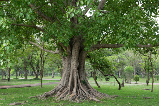 Does Peepal Tree Release Oxygen at Night? क्या पीपल का पेड़ रात को भी ऑक्सीजन छोड़ता है?